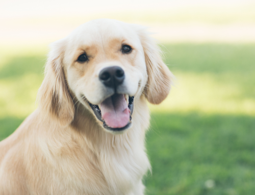 New entry nella linea di cibo secco ItalianWay Pet