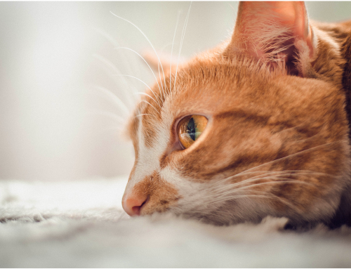 Se ami gli animali, compra solo cibo Cruelty Free!