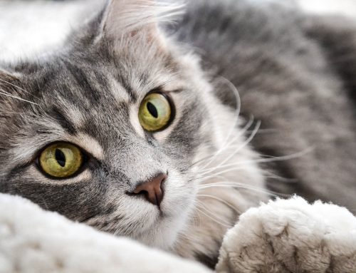 Come aiutare cani e gatti durante i botti di Capodanno