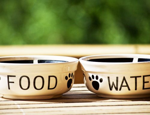 Alimenti grain free nella dieta di cani e gatti