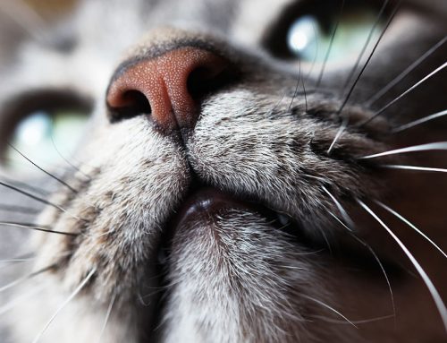 L’importanza dei baffi per i gatti