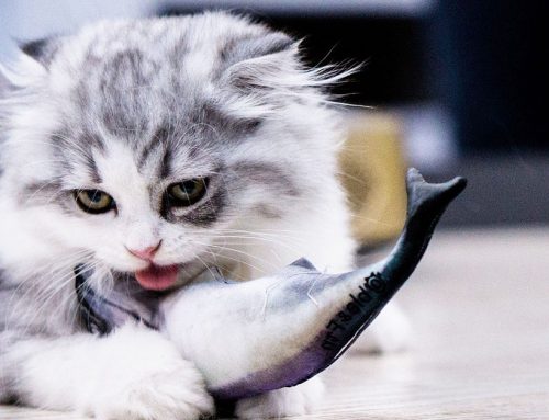 Salmone e Aringhe: perché il pesce fa bene al gatto