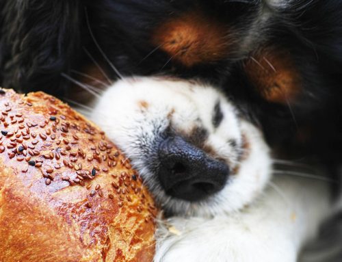 Natale in tavola: i cibi da evitare per cani e gatti