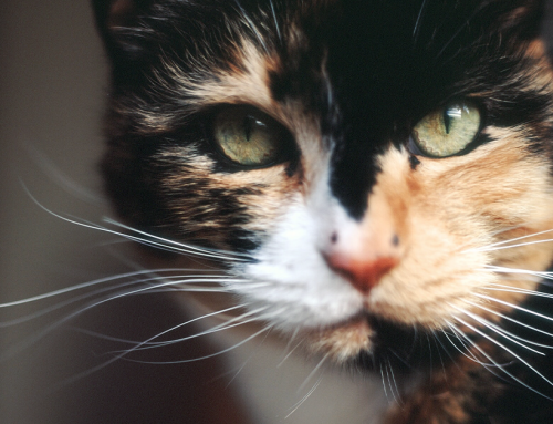 Curiosità sui baffi del gatto che non tutti conoscono