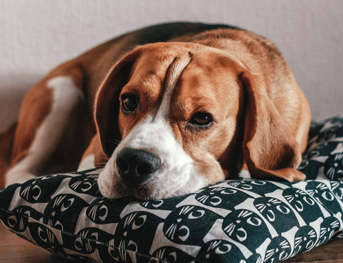 Leishmaniosi: conoscerla e affrontarla al meglio