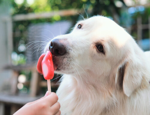 Come preparare gelati e ghiaccioli per cani