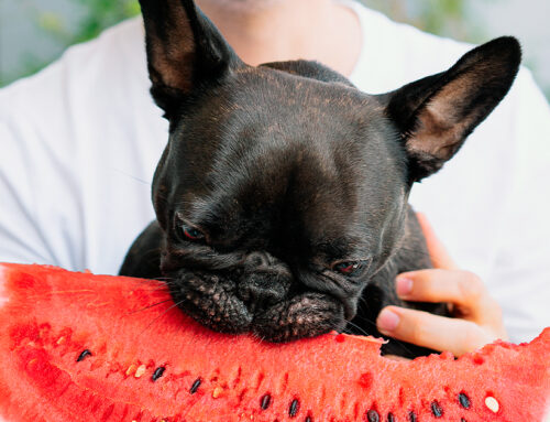 Qual è la frutta che il cane può mangiare?