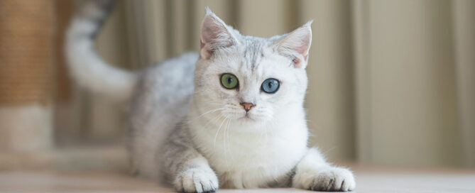 gatti ed eterocromia