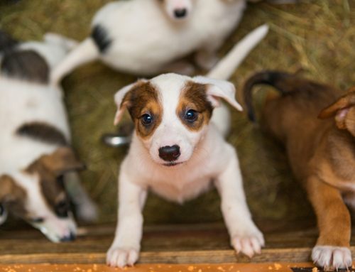 Come adottare responsabilmente un pet
