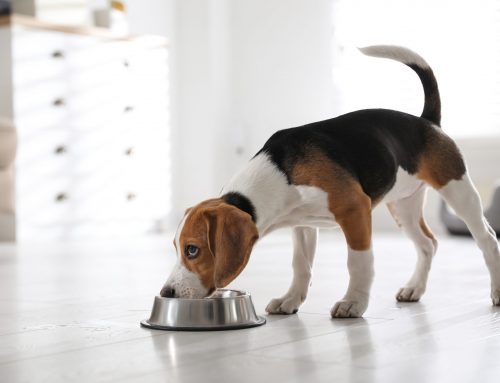 Crocchette per cani: che dimensioni devono avere?