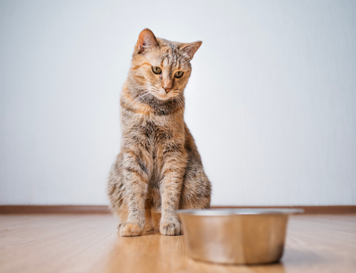 Il gatto non mangia: che fare?