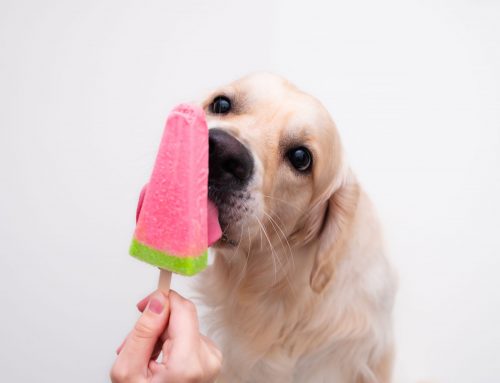 Il gelato pet friendly