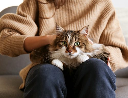 Gatti e buoni propositi: cosa imparare dai felini per un anno più sereno