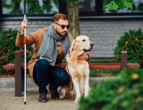 I cani guida per persone cieche o ipovedenti