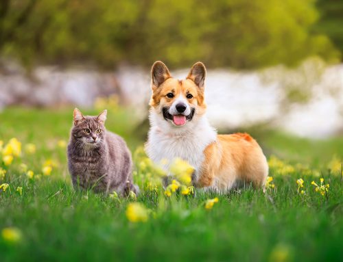 Primavera: proteggere cani e gatti da pulci, zecche e parassiti