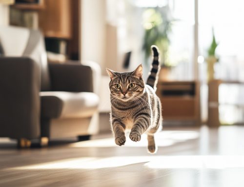 Perché i gatti hanno gli “zoomies”