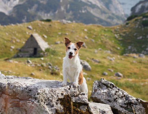Portare il cane in montagna
